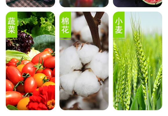 薊馬一號(hào)-德瑞森