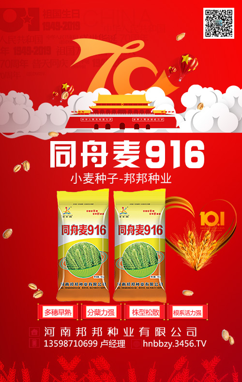 同舟麥916