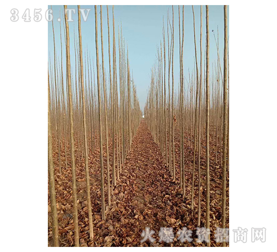 2020年楸樹訂單回收項(xiàng)目16