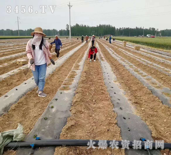 2020年楸樹(shù)訂單回收項(xiàng)目12