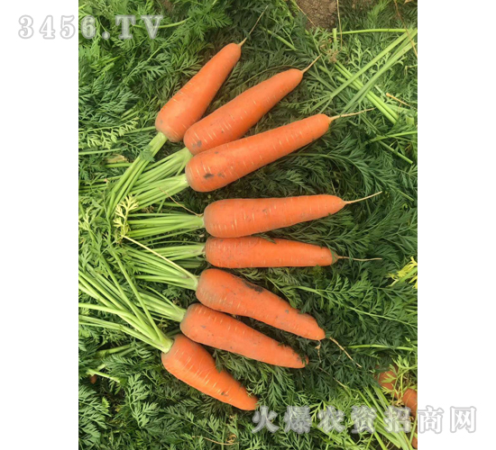 鼎紅2號(hào)-胡蘿卜種子-禾圣瑞