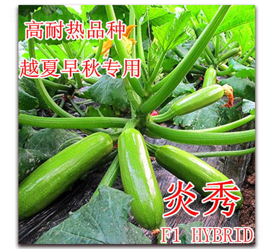 炎秀-西葫蘆種子-冠盛農(nóng)業(yè)