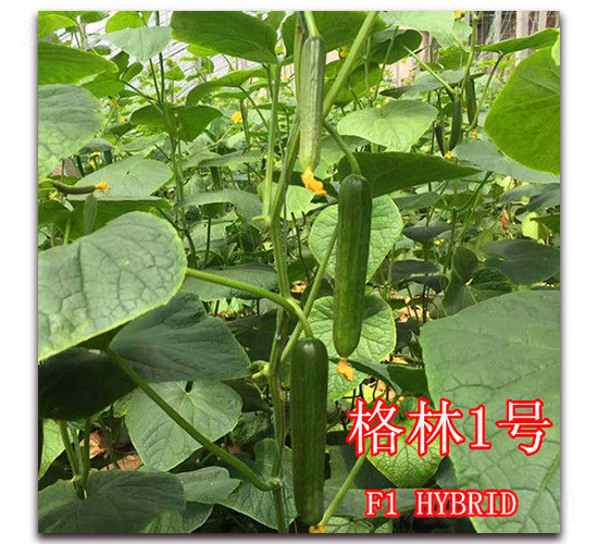 格林1號(hào)-黃瓜種子-冠盛農(nóng)業(yè)