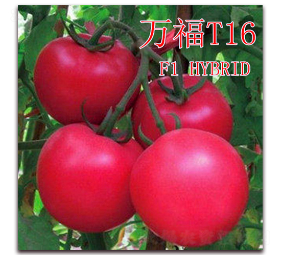 萬(wàn)福T16-番茄種子-冠盛農(nóng)業(yè)