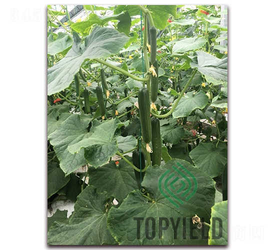 妹兒1號(hào)-黃瓜種子-豐登種業(yè)