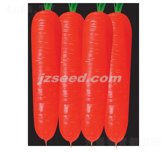 紅麗809金筍-胡蘿卜種子-現(xiàn)代種業(yè)