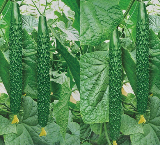 南抗6號-黃瓜種子-江蔬種苗