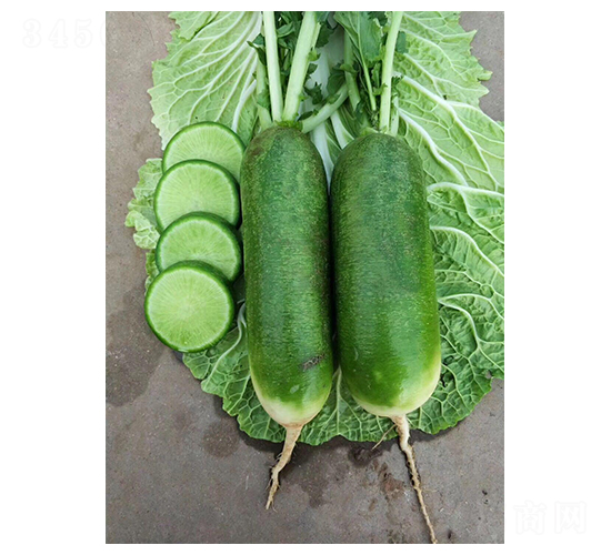 大青皮蘿卜-蘿卜種子-聯(lián)創(chuàng)