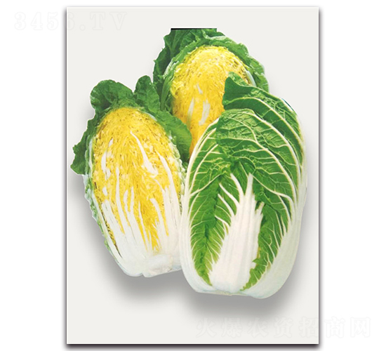 似錦-大白菜種子-農(nóng)播王