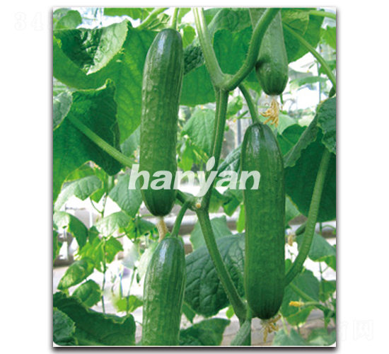 漢研迷你6號-黃瓜種子-漢研