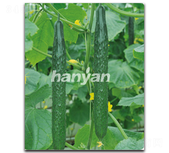漢研9號(hào)-黃瓜種子-漢研