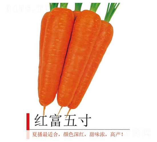 紅富五寸-胡蘿卜種子-井田農(nóng)業(yè)