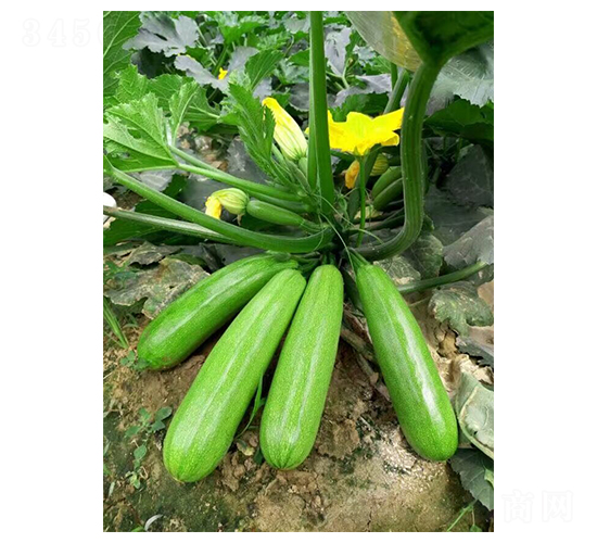 碧江綠-西葫蘆種子-華蔬種業(yè)