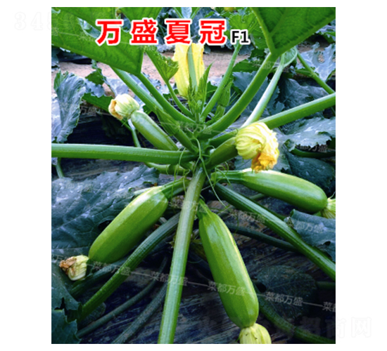 萬(wàn)盛夏冠-西葫蘆種子-菜都萬(wàn)盛