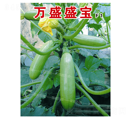 萬盛盛寶-西葫蘆種子-菜都萬盛