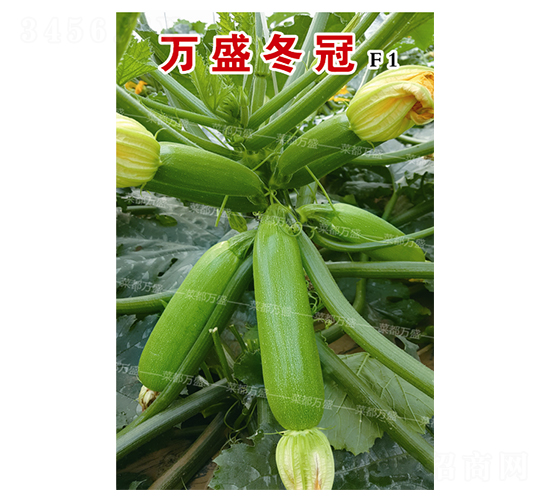 萬(wàn)盛冬冠-西葫蘆種子-菜都萬(wàn)盛