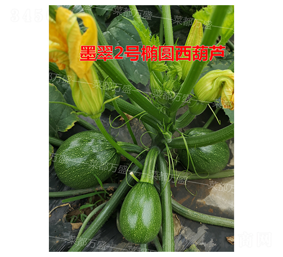 墨翠2號(hào)-西葫蘆種子-菜都萬(wàn)盛