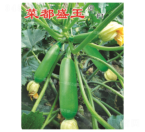菜都盛玉-西葫蘆種子-菜都萬盛