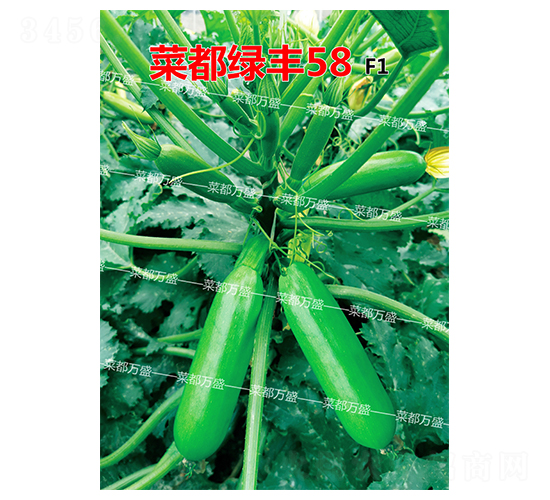 菜都綠豐58-西葫蘆種子-菜都萬(wàn)盛