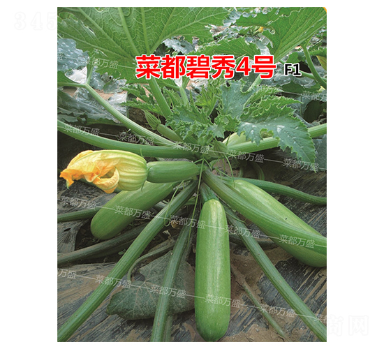 菜都碧秀4號(hào)-西葫蘆種子-菜都萬(wàn)盛