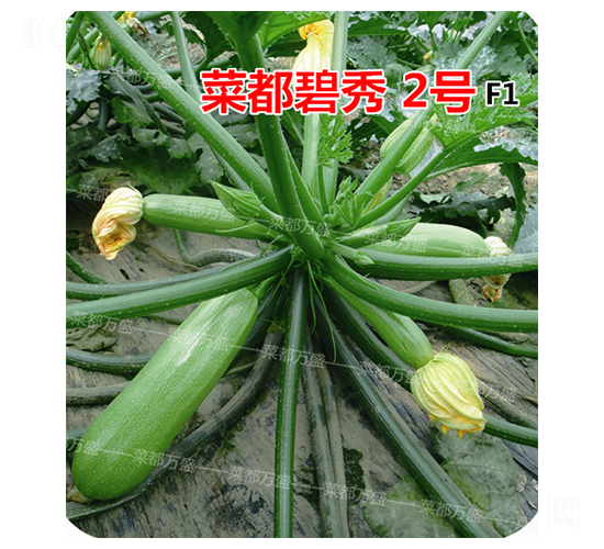 菜都碧秀2號(hào)-西葫蘆種子-菜都萬(wàn)盛