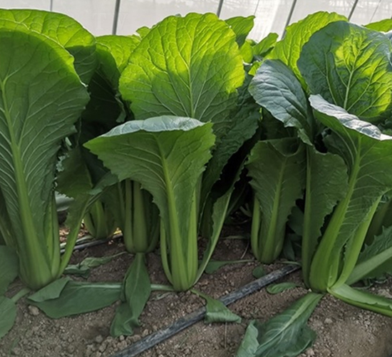 百幕田快菜1號(hào)-白菜種子-百幕田