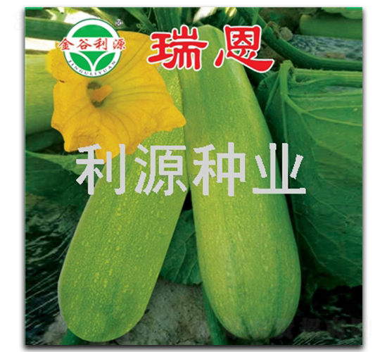 瑞恩-西葫蘆種子-利源種業(yè)
