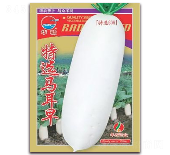 特選馬耳早-白蘿卜種子-華農(nóng)種業(yè)