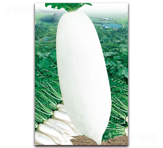 九斤王遲蘿卜-白蘿卜種子-華農種業(yè)