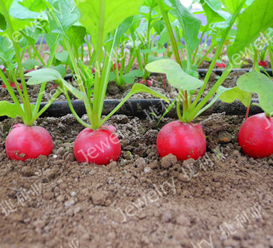 昆優(yōu)5號-櫻桃蘿卜種子-捷利亞
