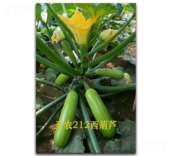 圣農(nóng)212西葫蘆-西葫蘆種子-圣農(nóng)高科