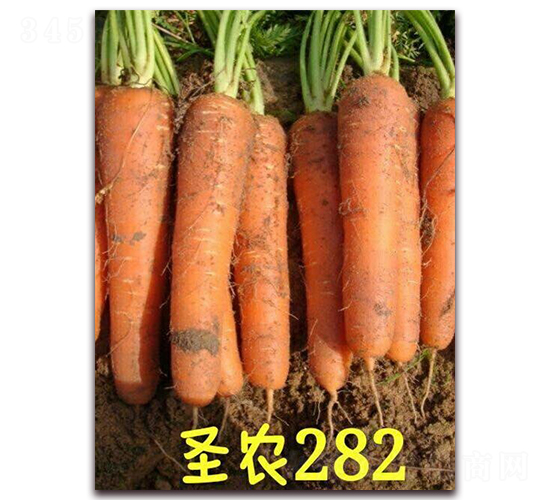 圣農胡蘿卜282-胡蘿卜種子-圣農高科
