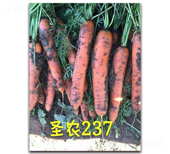 圣農(nóng)胡蘿卜237-胡蘿卜種子-圣農(nóng)高科