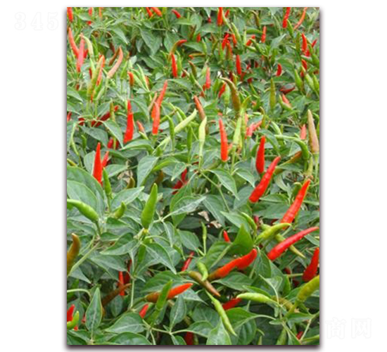 圣農(nóng)紅寶石03朝天椒-朝天椒種子-圣農(nóng)高科