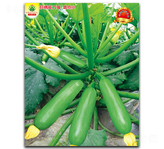 盛夏-西葫蘆種子-優(yōu)美農(nóng)業(yè)