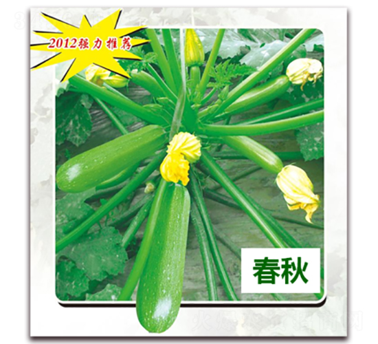 欣瑞1108-西葫蘆種子-天瑞種子