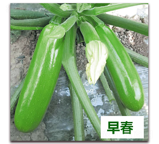 欣瑞37號-西葫蘆種子-天瑞種子