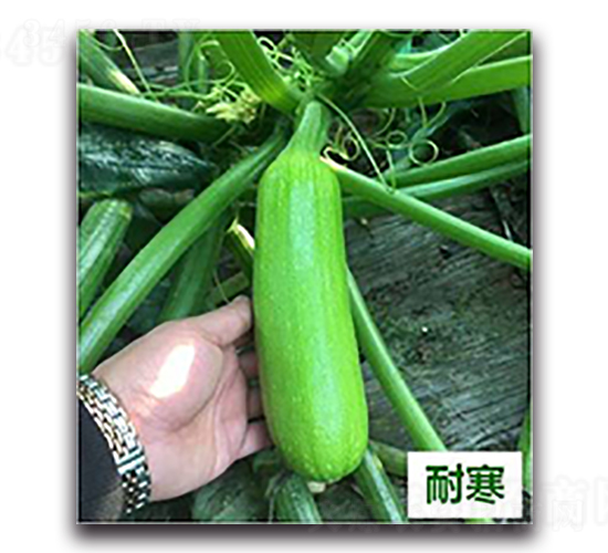 欣瑞28號(hào)-西葫蘆種子-天瑞種子