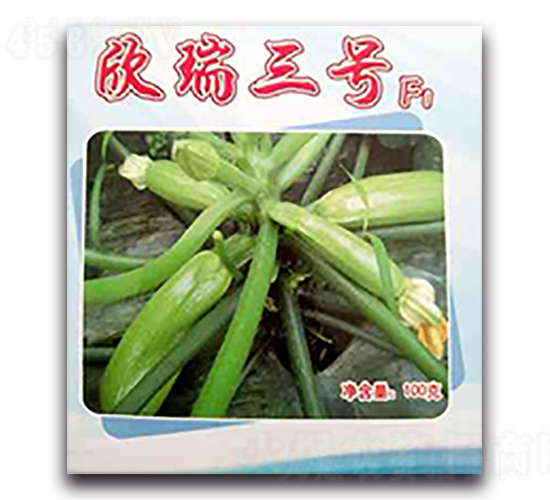 欣瑞三號-西葫蘆種子-天瑞種子