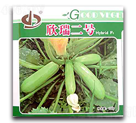 欣瑞二號(hào)-西葫蘆種子-天瑞種子