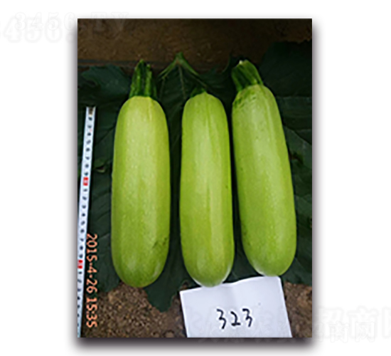 欣瑞323-西葫蘆種子-天瑞種子