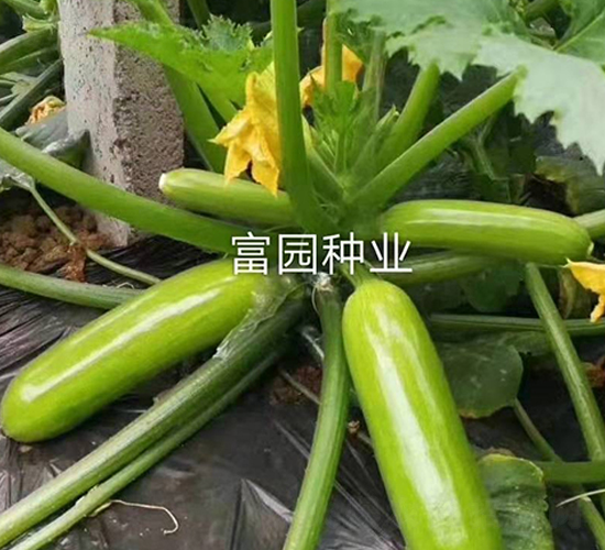 綠旺-西葫蘆種子-富園種業(yè)
