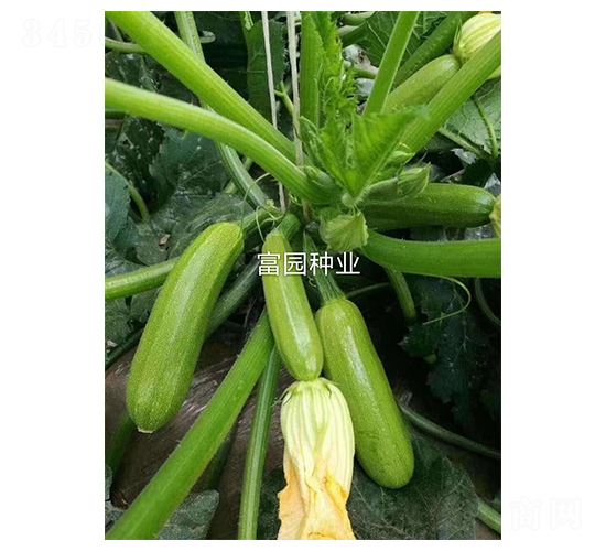 寒秀303-西葫蘆種子-富園種業(yè)