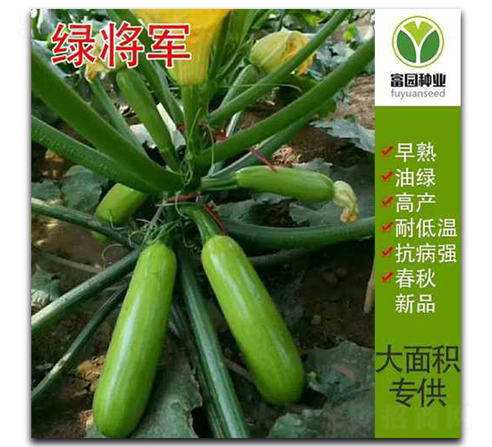 綠將軍-西葫蘆種子-富園種業(yè)