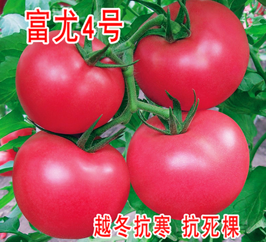 富尤4號(hào)-番茄種子-富園種業(yè)