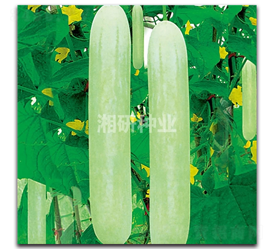 湘園十一號-黃瓜種子-湘研種業(yè)