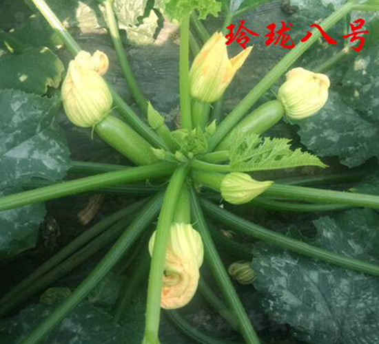 玲瓏八號(hào)-西葫蘆種子-農(nóng)人農(nóng)業(yè)
