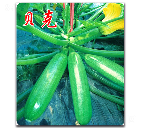 貝克-西葫蘆種子-農(nóng)人農(nóng)業(yè)