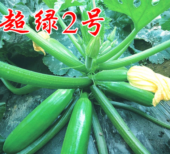 超綠2號-西葫蘆種子-農人農業(yè)
