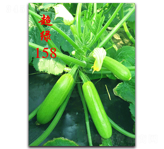 超綠158-抗病毒西葫蘆種子-農(nóng)人農(nóng)業(yè)
